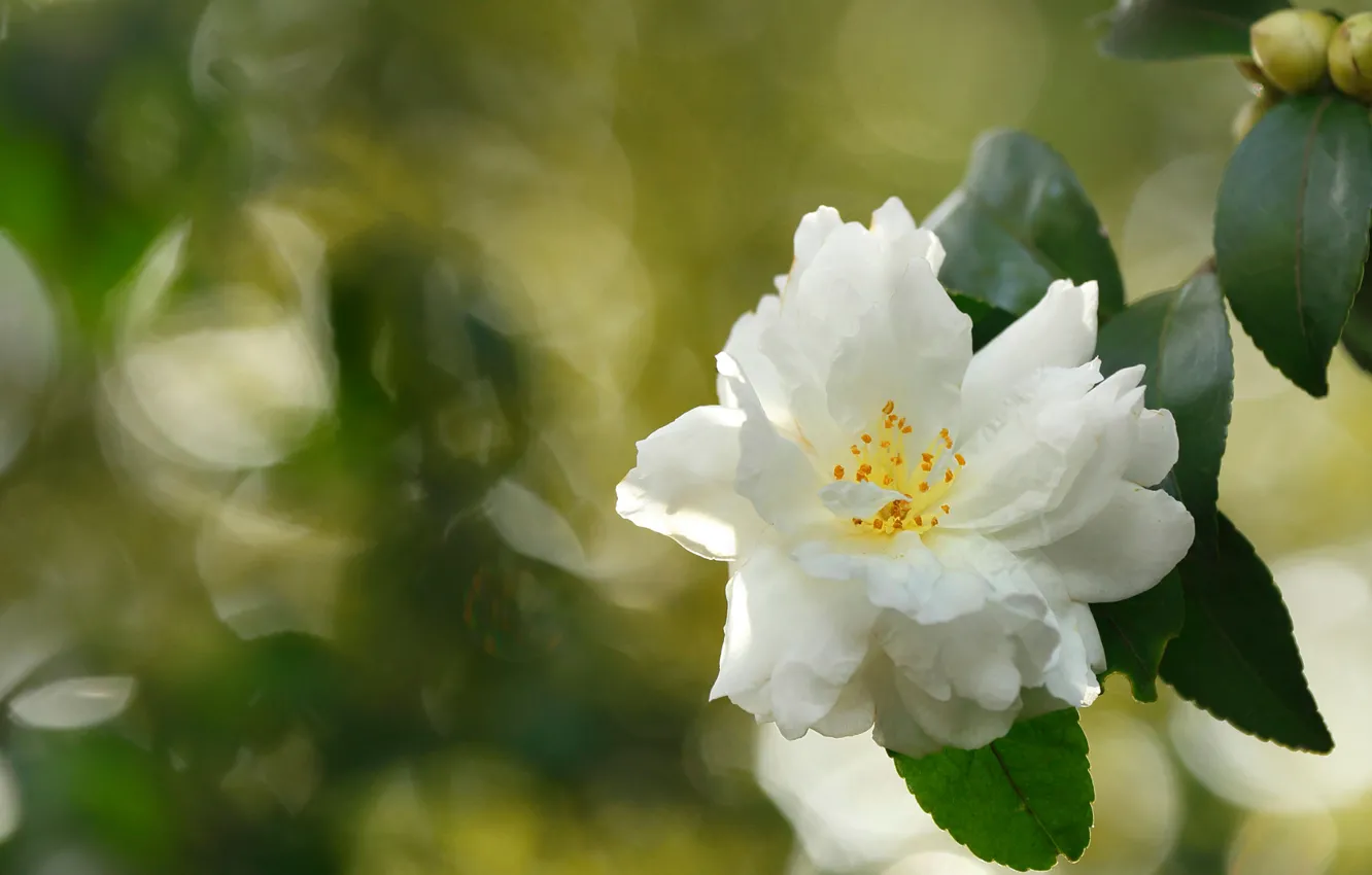 Photo wallpaper leaves, nature, petals, Camellia
