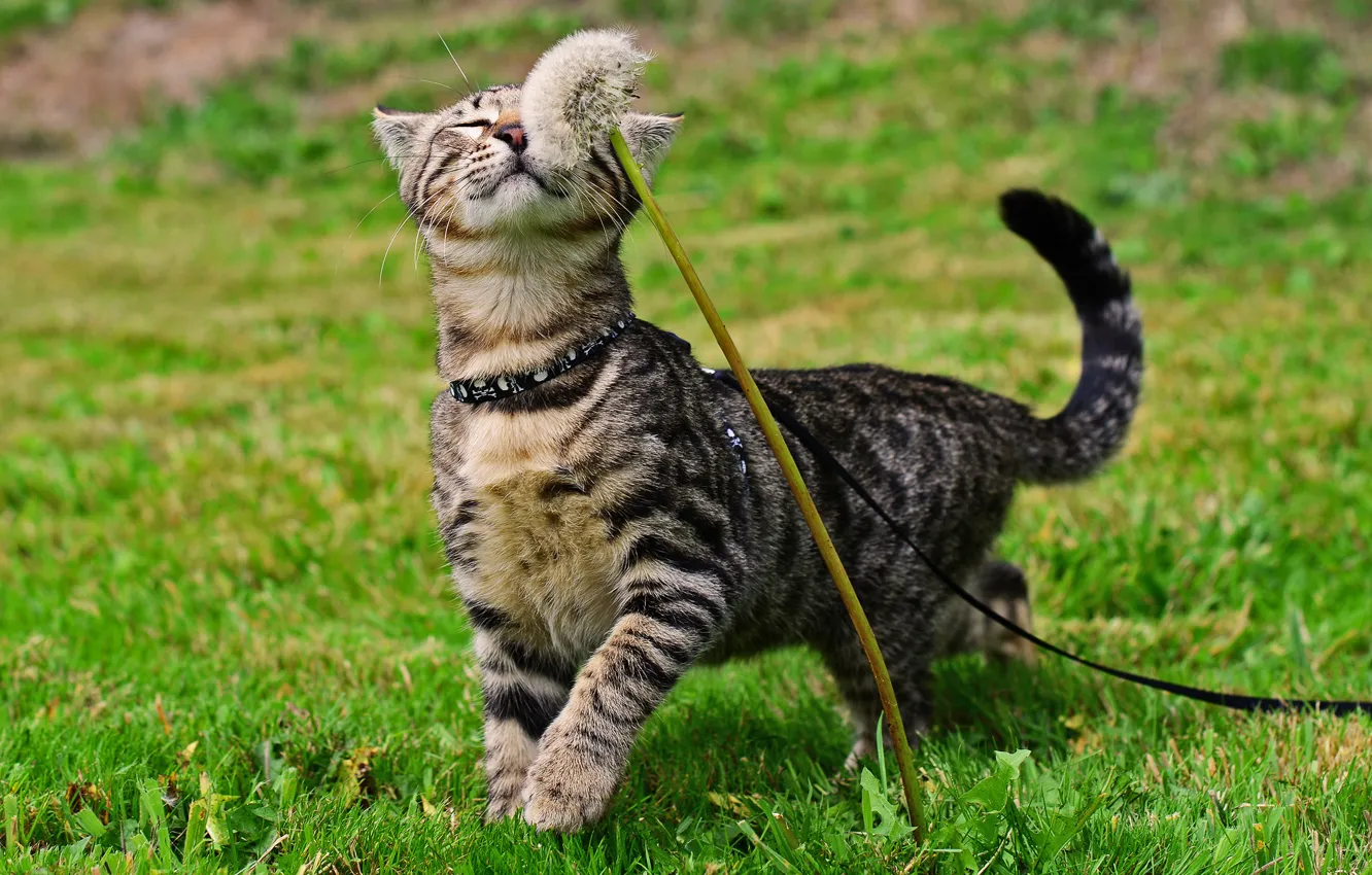 Photo wallpaper cat, dandelion, Koshak, walk, weed, Tomcat