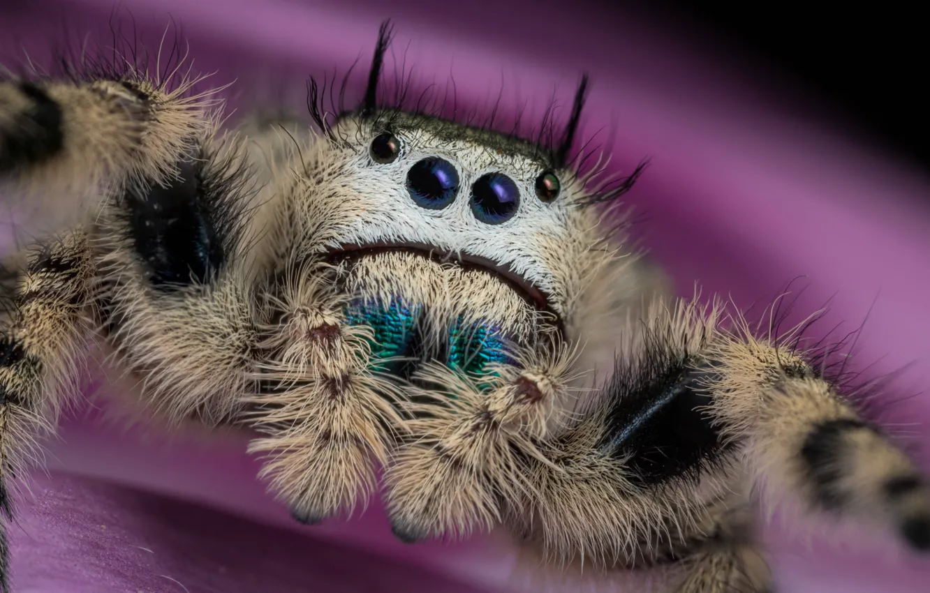 Photo wallpaper white, look, macro, spider, jumper, spider, jumping spider, the Hoppy