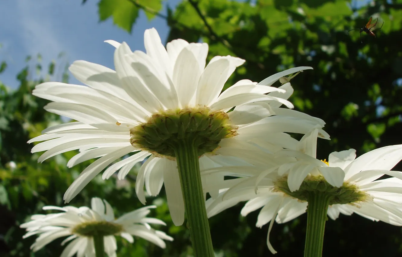 Photo wallpaper macro, bug, chamomile, spider, petals, stem, large, spider