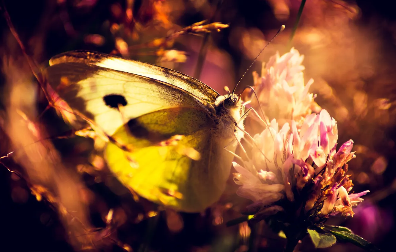 Photo wallpaper flowers, butterfly, wings, legs, insect, proboscis