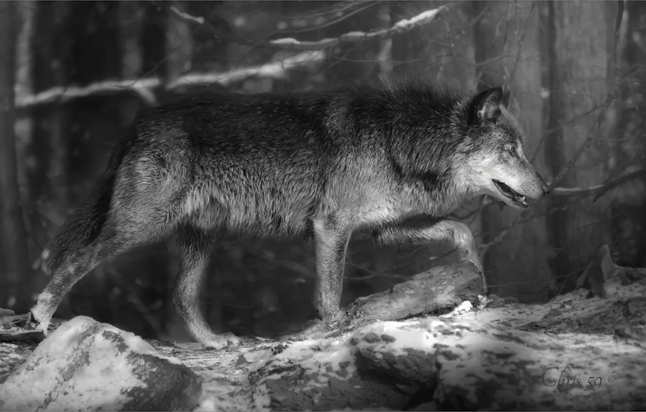 Photo wallpaper nature, Gray Wolf, face, animal, wolf, canis lupus, wildlife, head