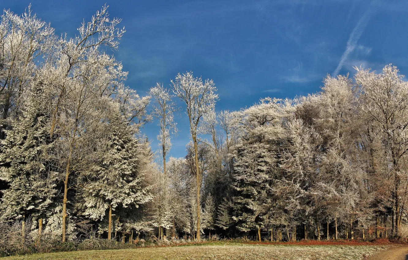 Photo wallpaper winter, frost, trees, landscape, nature, beauty