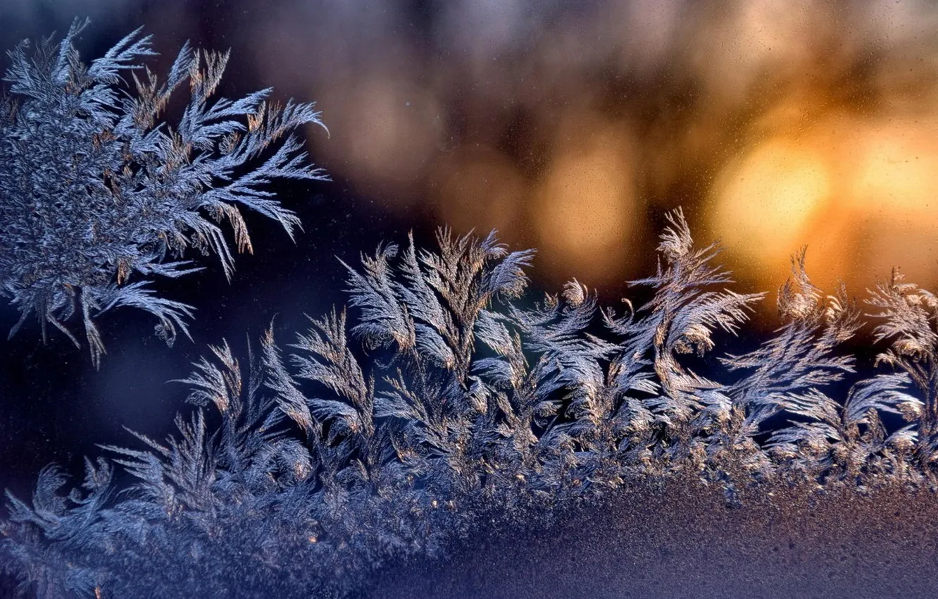 Photo wallpaper winter, frost, macro, snow, nature, frost, frosty pattern