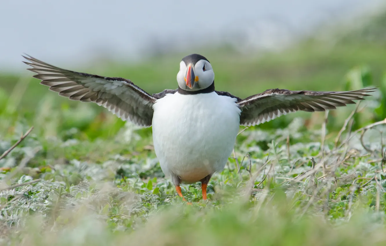 Photo wallpaper bird, stalled, wingspan