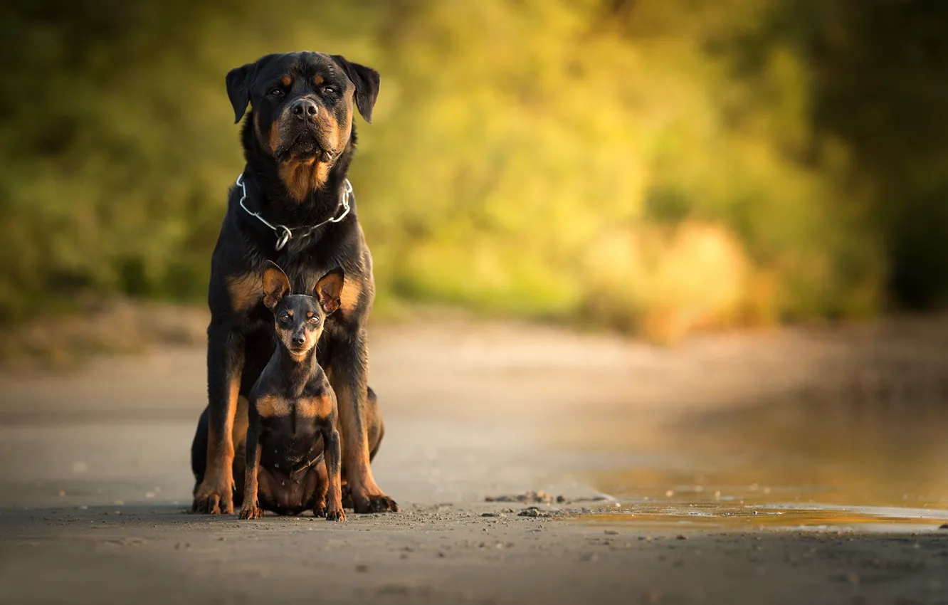 Photo wallpaper dog, bokeh, Rottweiler, Miniature Pinscher