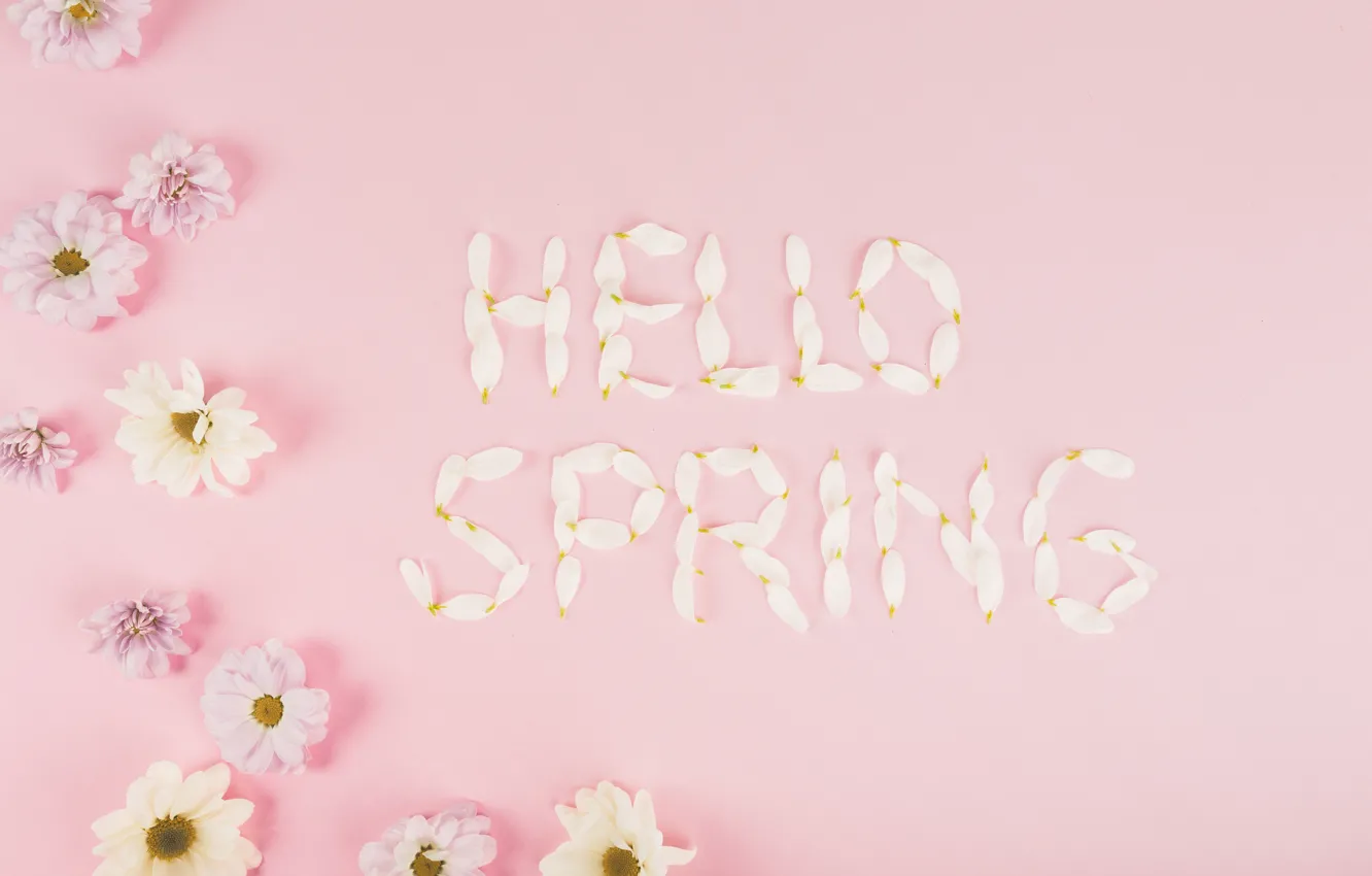 Photo wallpaper flowers, chamomile, spring, petals, pink, fresh, chrysanthemum, pink