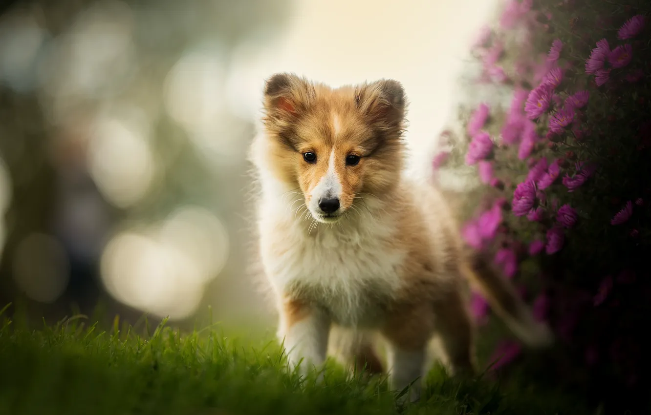 Photo wallpaper flowers, dog, puppy, bokeh, Sheltie, Shetland Sheepdog