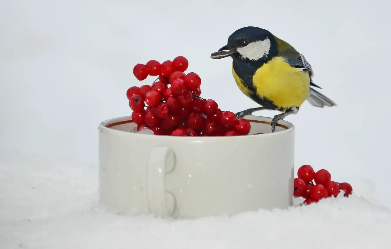 Photo wallpaper winter, bird, tit