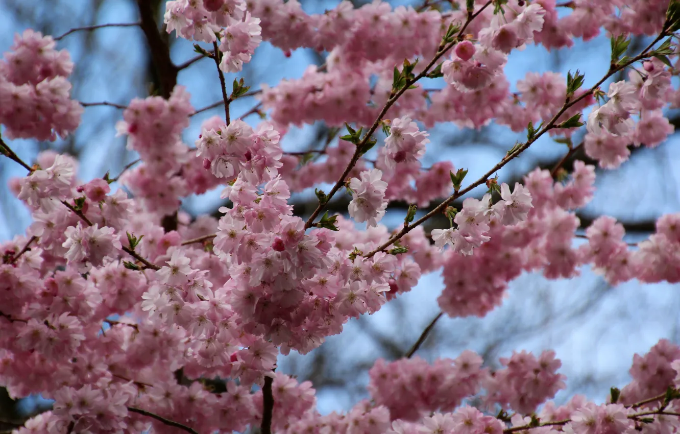 Photo wallpaper spring, pink flowers, bloom