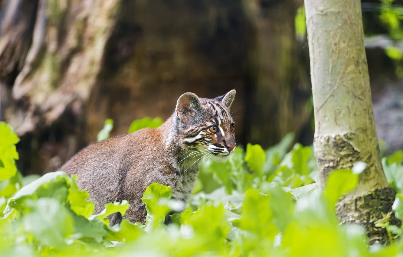Photo wallpaper cat, ©Tambako The Jaguar, Golden cat, tamminga