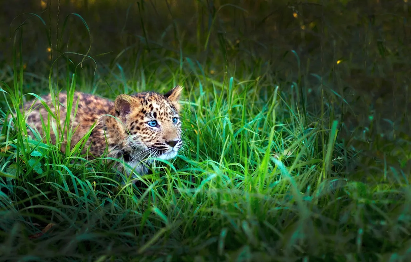 Photo wallpaper LOOK, GRASS, TIGER, HUNTING, GREEN, LEOPARD, BABY, DISGUISE