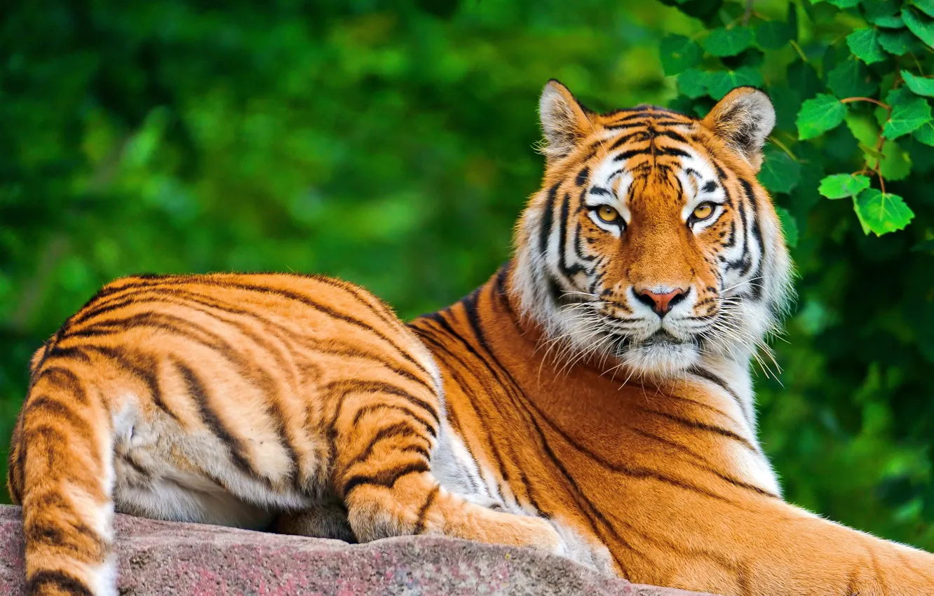 Photo wallpaper look, face, tiger, foliage, stone, lies, posing, a large striped cat