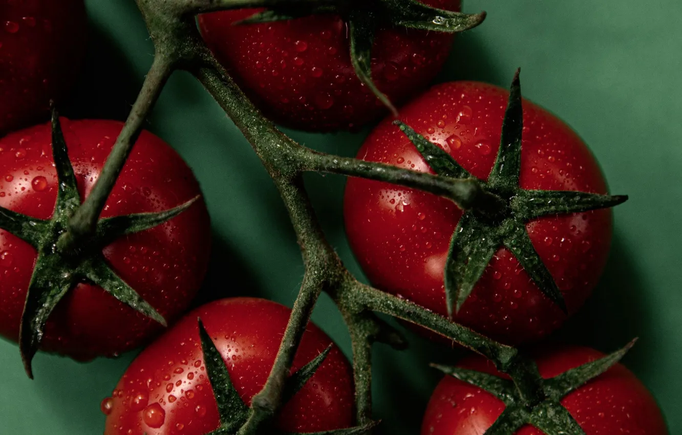 Photo wallpaper branches, tomatoes, water drops