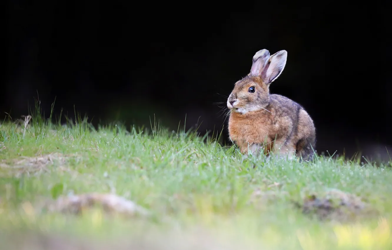 Photo wallpaper grass, look, the dark background, glade, hare, rabbit, Bunny