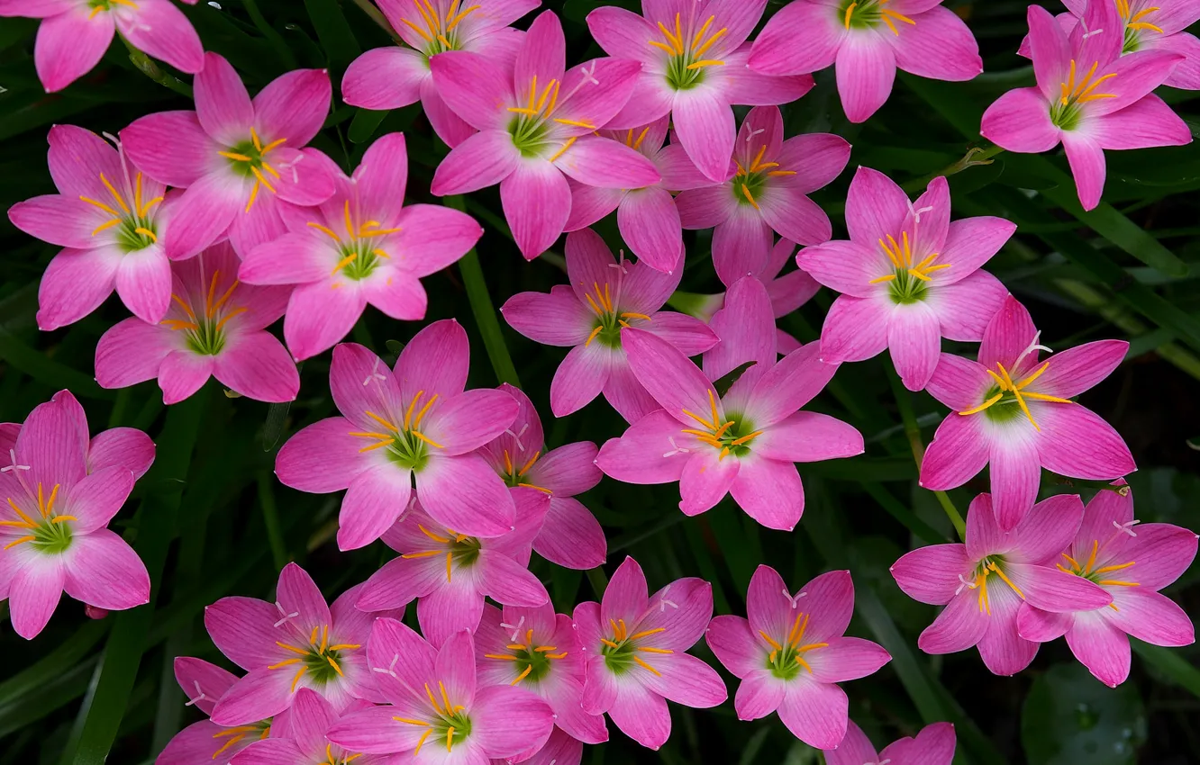 Photo wallpaper a lot, Zephyranthes, upstart