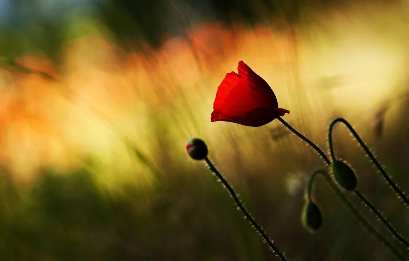 Photo wallpaper flowers, red, widescreen, Wallpaper, Mac, blur, wallpaper, flowers
