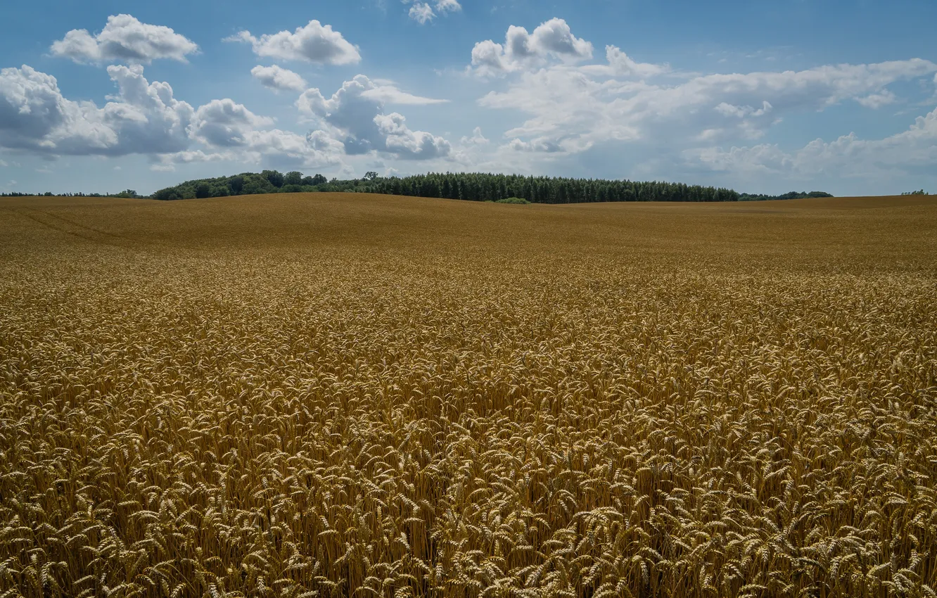 Photo wallpaper wheat, field, ears, Sweden, Sweden, Klågerup