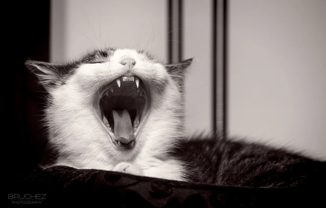 Photo wallpaper language, cat, cat, muzzle, mouth, fangs, kitty, yawns