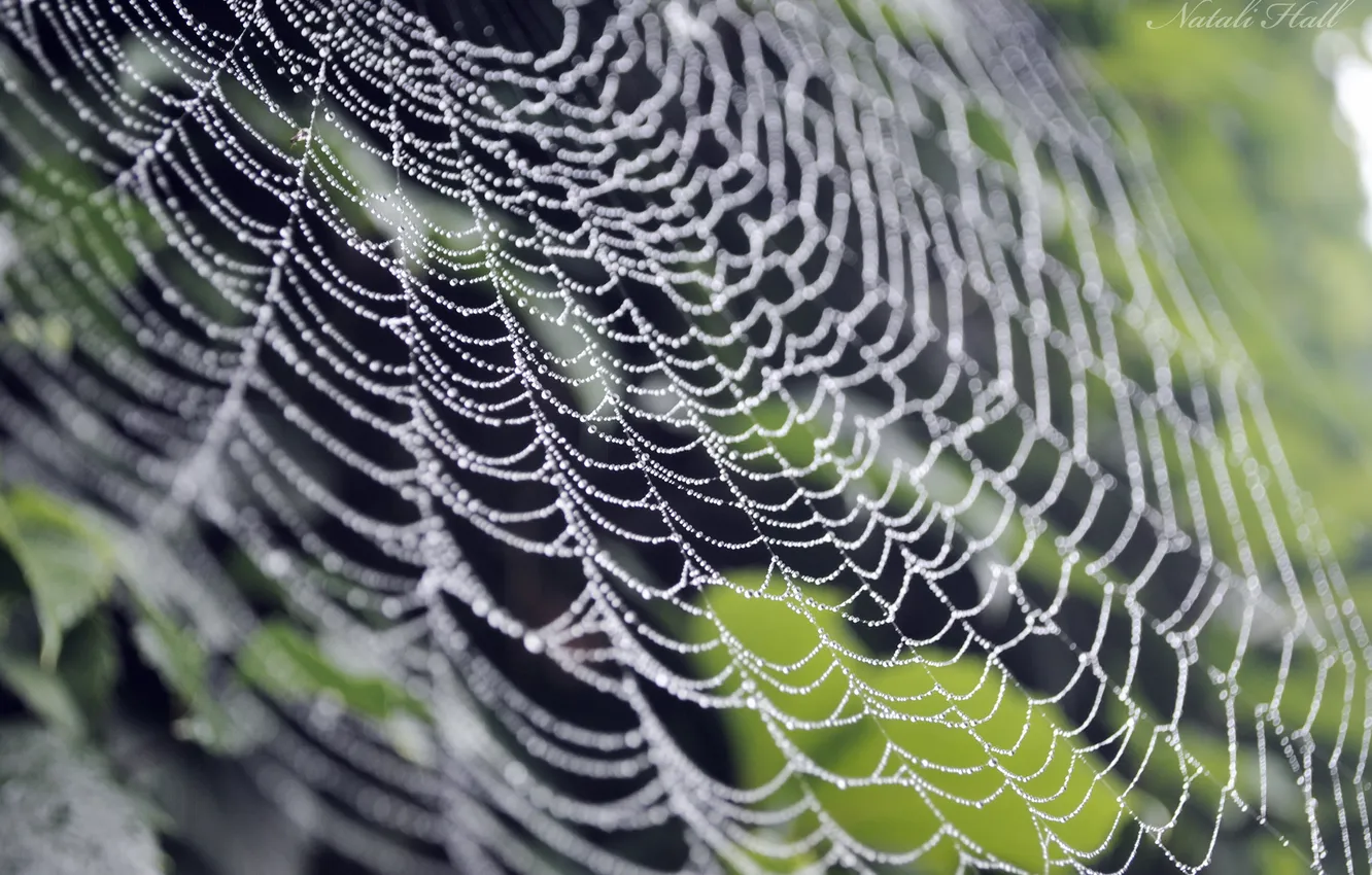 Photo wallpaper summer, water, rain