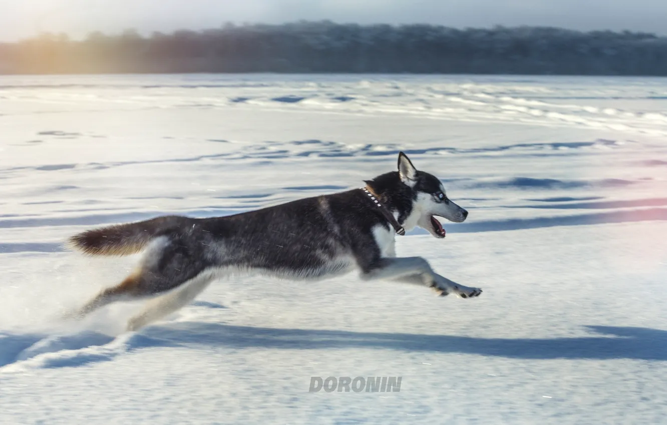 Photo wallpaper winter, snow, jump, dog, running, husky, photographer, Denis Doronin