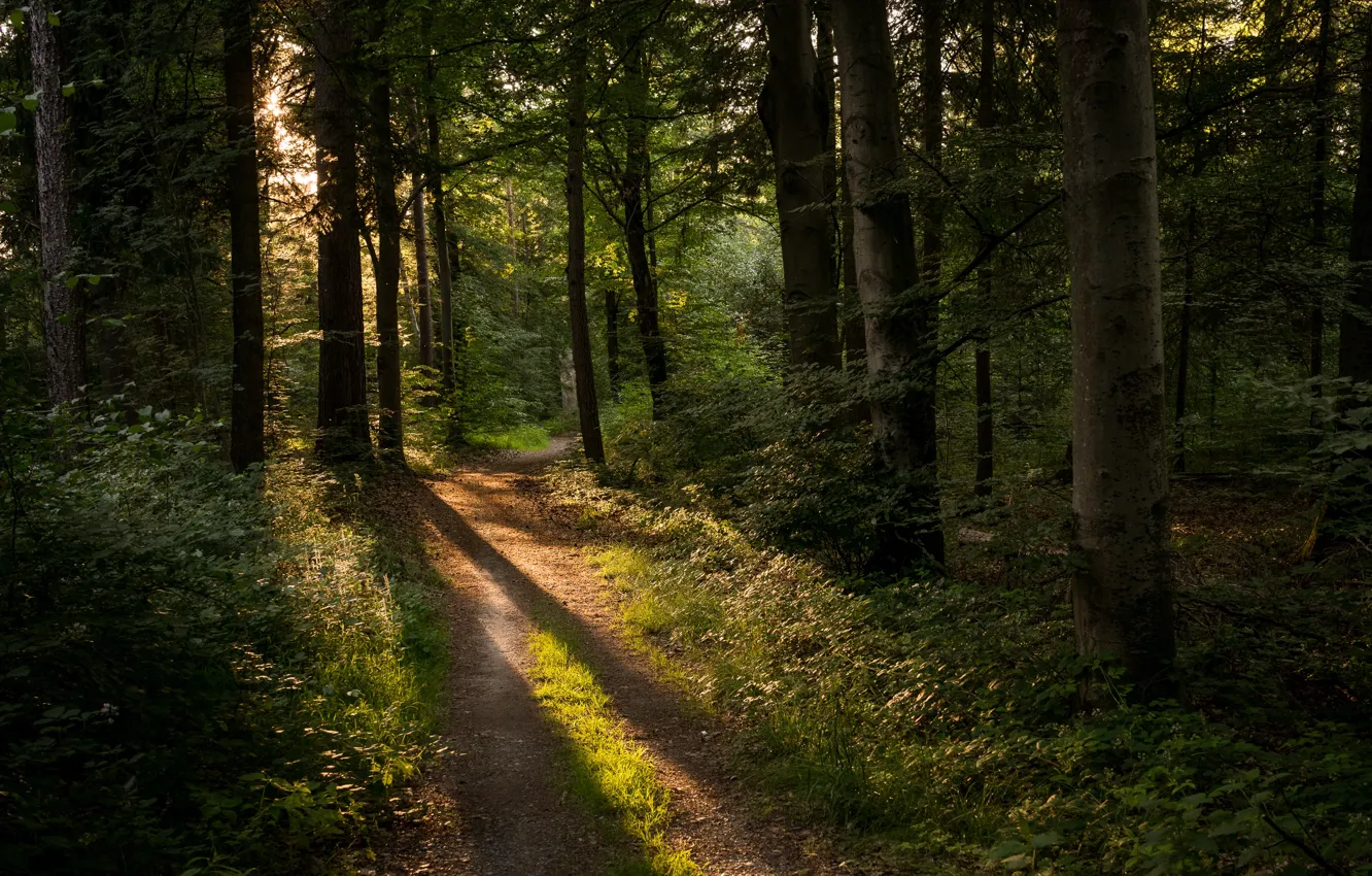 Photo wallpaper forest, Germany, track, sunlight, Kräherwald