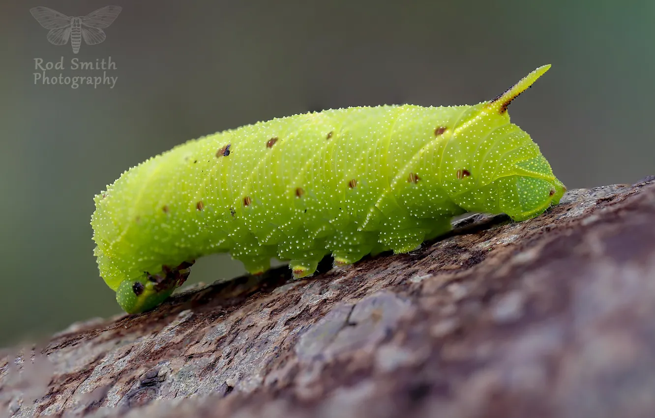 Photo wallpaper caterpillar, background, green