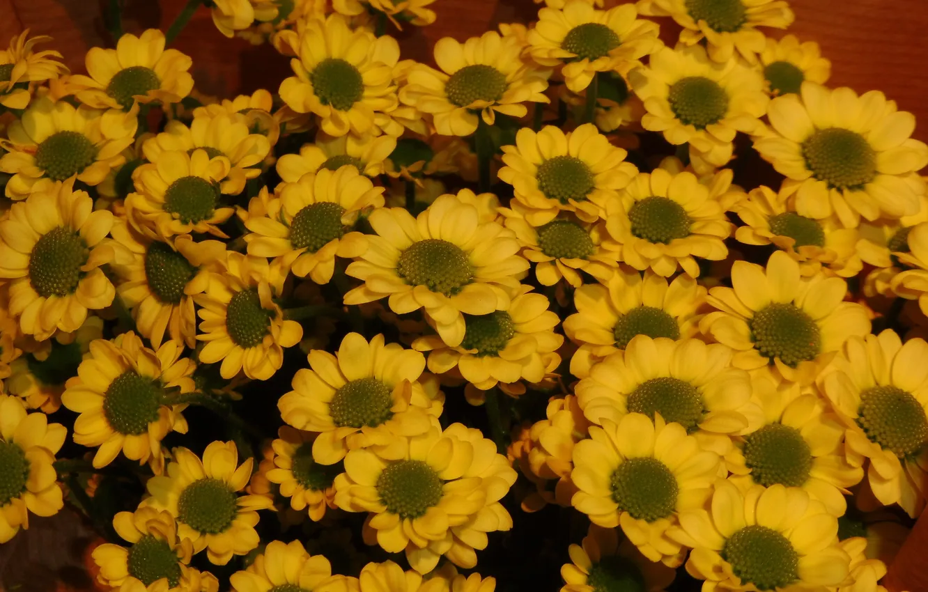 Photo wallpaper flowers, bouquet, chrysanthemum, yellow chrysanthemum