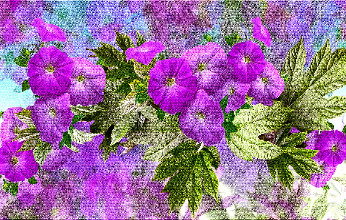 Photo wallpaper Petunia, Graphics, Flowers