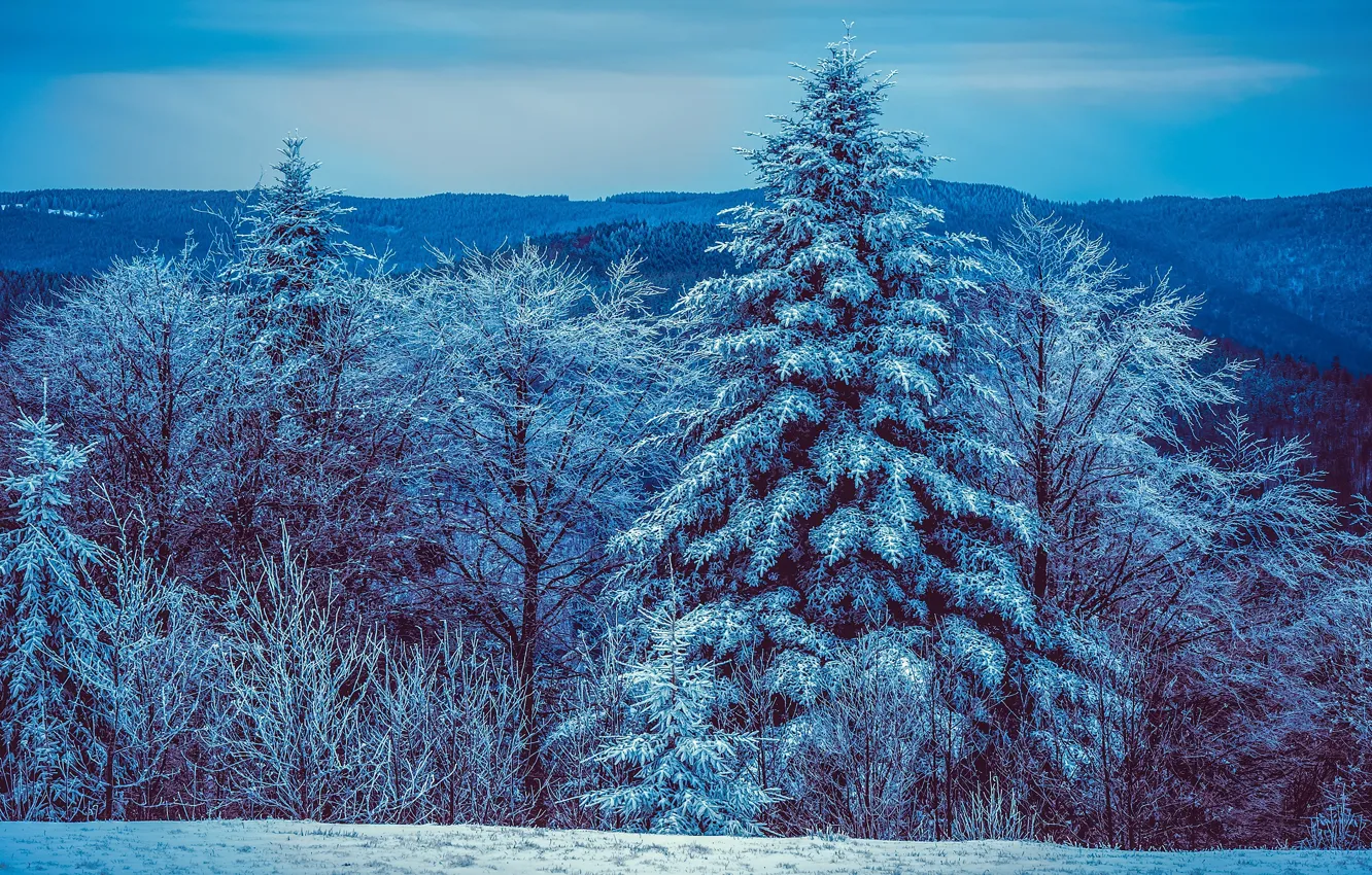 Photo wallpaper winter, frost, forest, snow, trees, mountains, blue, blue