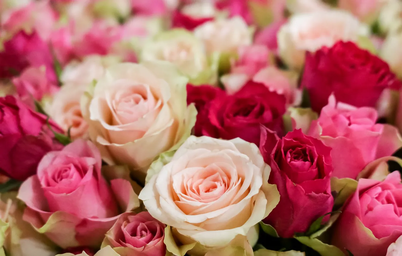 Photo wallpaper flowers, roses, bouquet, pink, white, a lot, Yarovoy Aleksandr