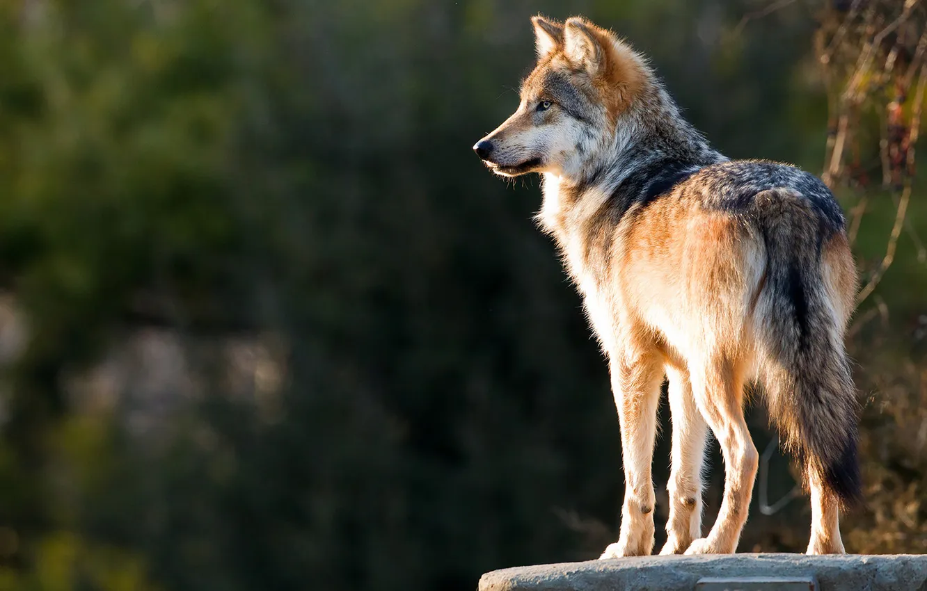 Photo wallpaper fantasy, nature, art, snow, predator, face, animal, wolf