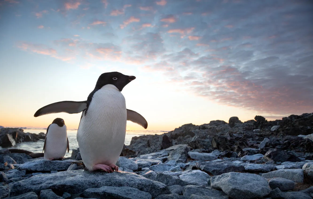 Photo wallpaper stones, penguins, two, Penguins, Walt Disney, Walt Disney, 2019, Nature Documentary