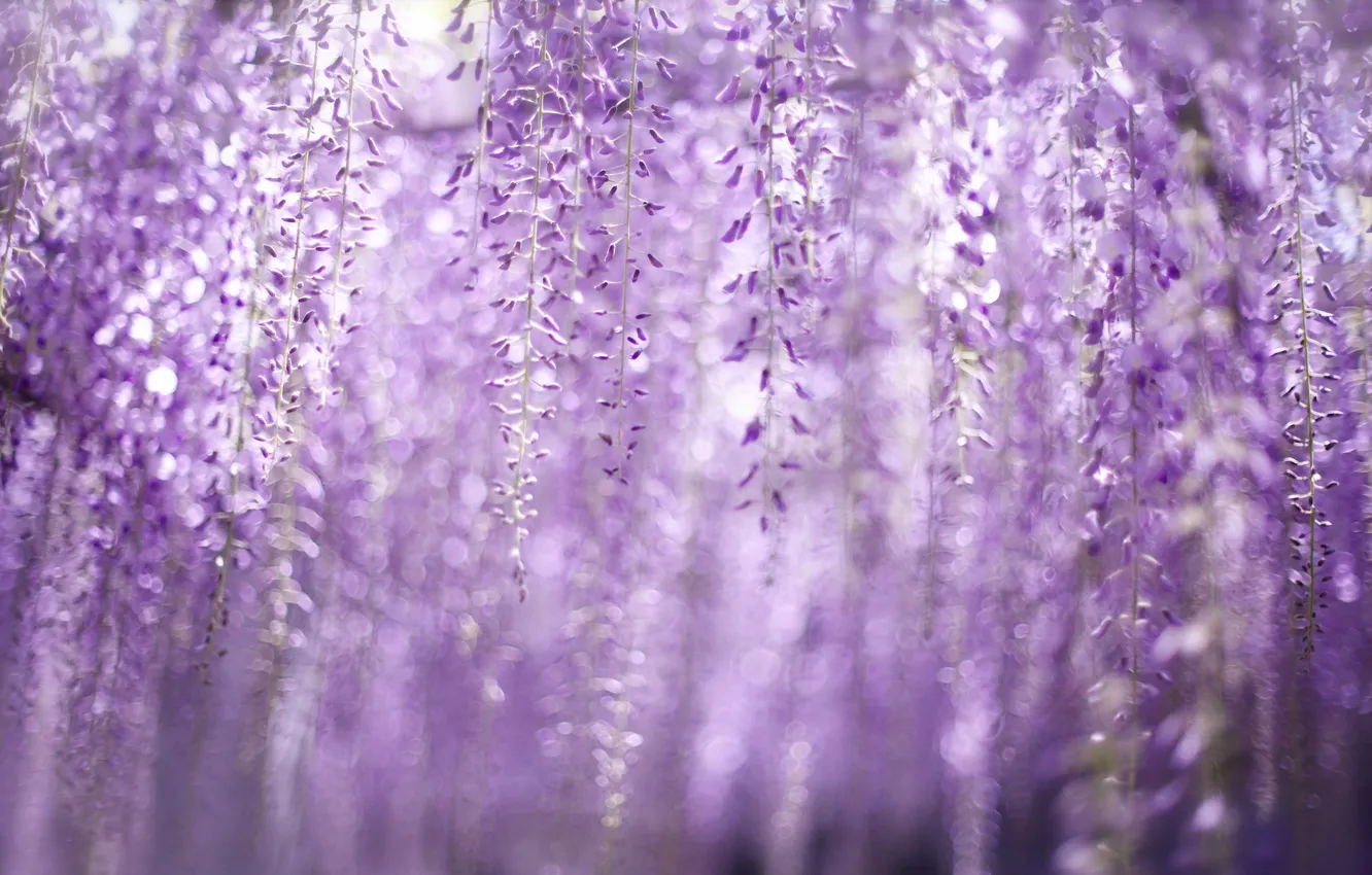 Photo wallpaper nature, color, spring