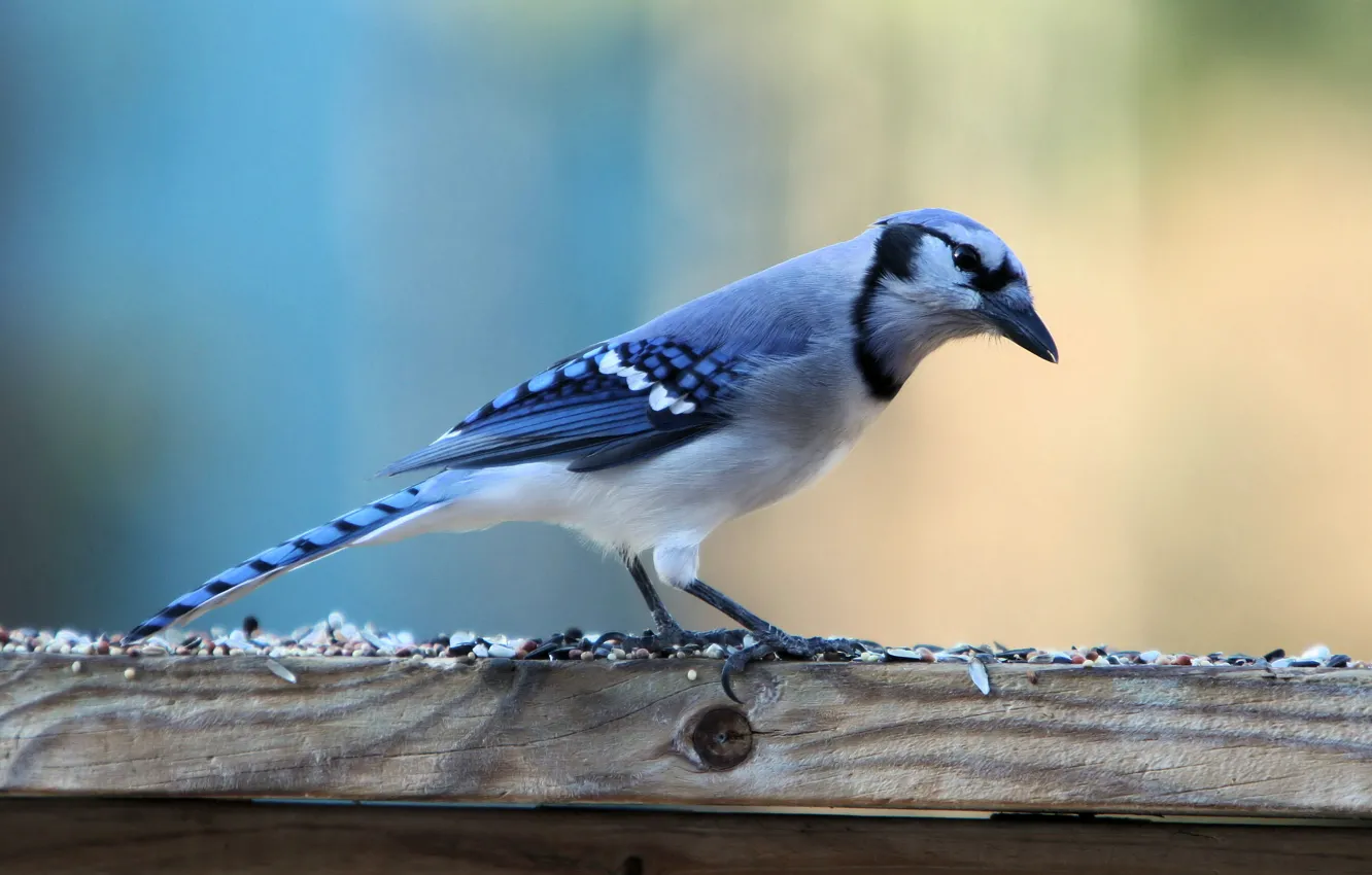 Photo wallpaper bird, is, blue Jay