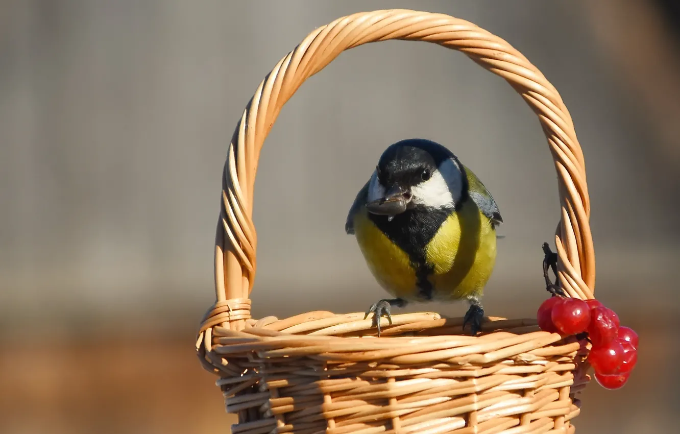 Photo wallpaper nature, bird, Big tit