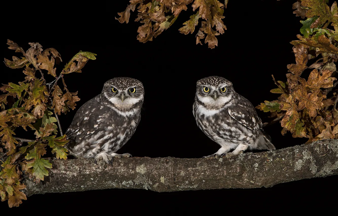Photo wallpaper leaves, birds, owl, two, pair, black background, owls, Duo