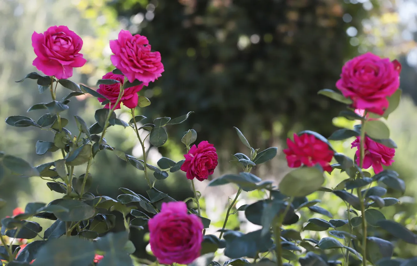 Photo wallpaper roses, the bushes, Dmitry Chudinin