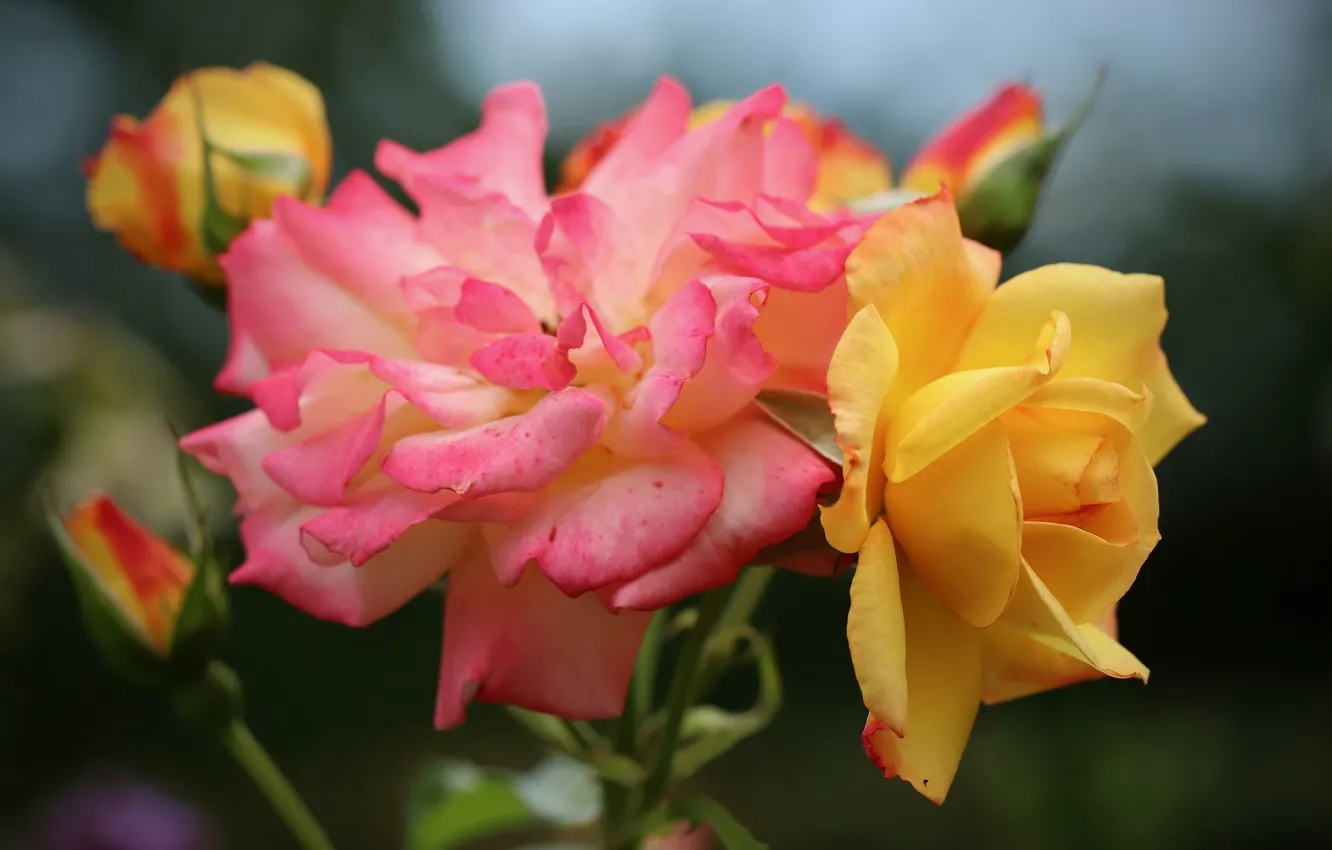 Photo wallpaper roses, pink rose, yellow rose