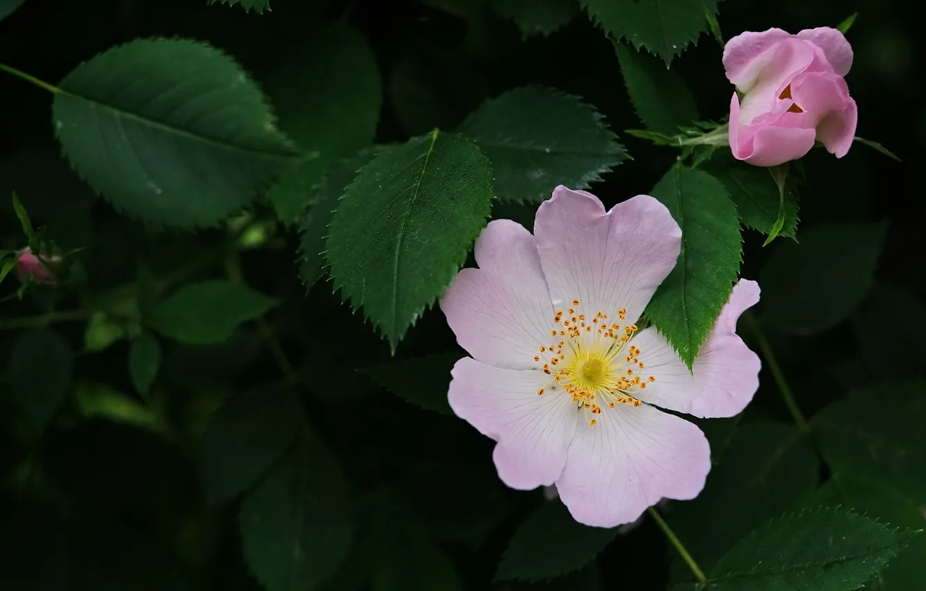 Photo wallpaper leaves, macro, petals, briar