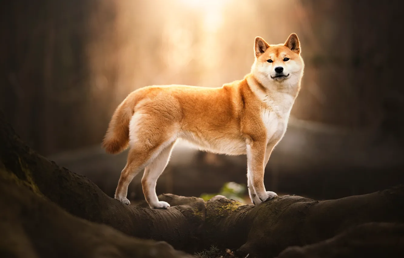 Photo wallpaper trees, dog, look, portrait, pose, light, nature, face
