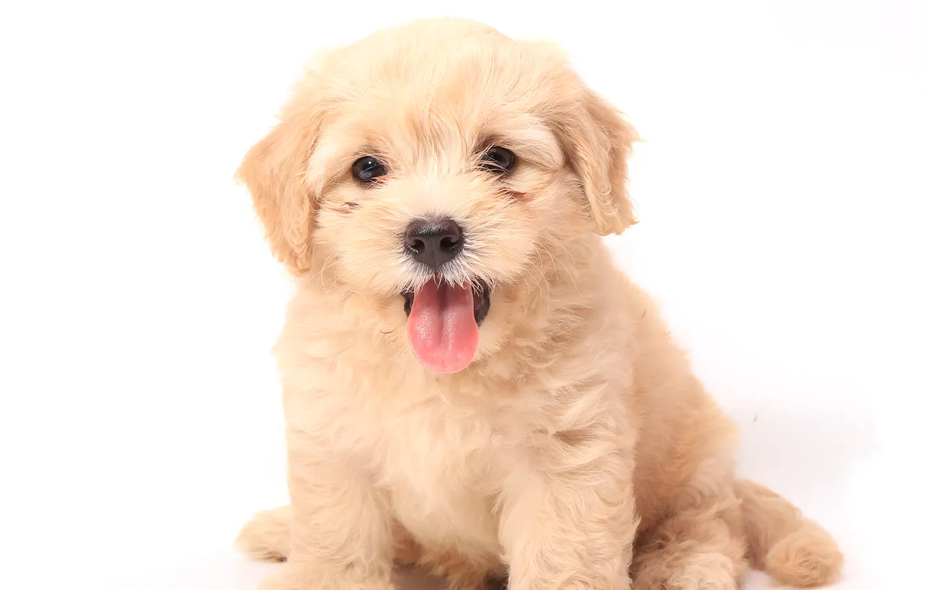 Photo wallpaper dog, puppy, white background