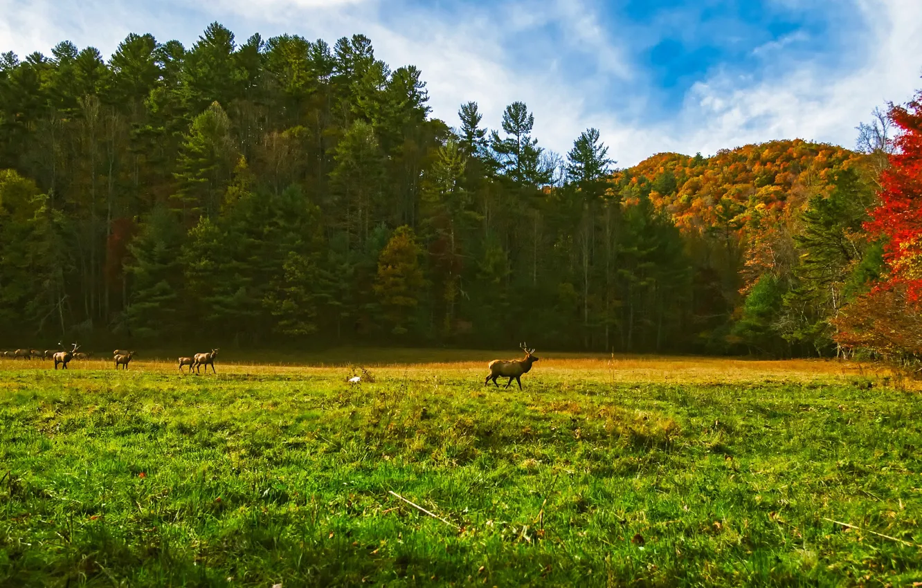 Photo wallpaper autumn, forest, grass, the sun, trees, glade, USA, deer