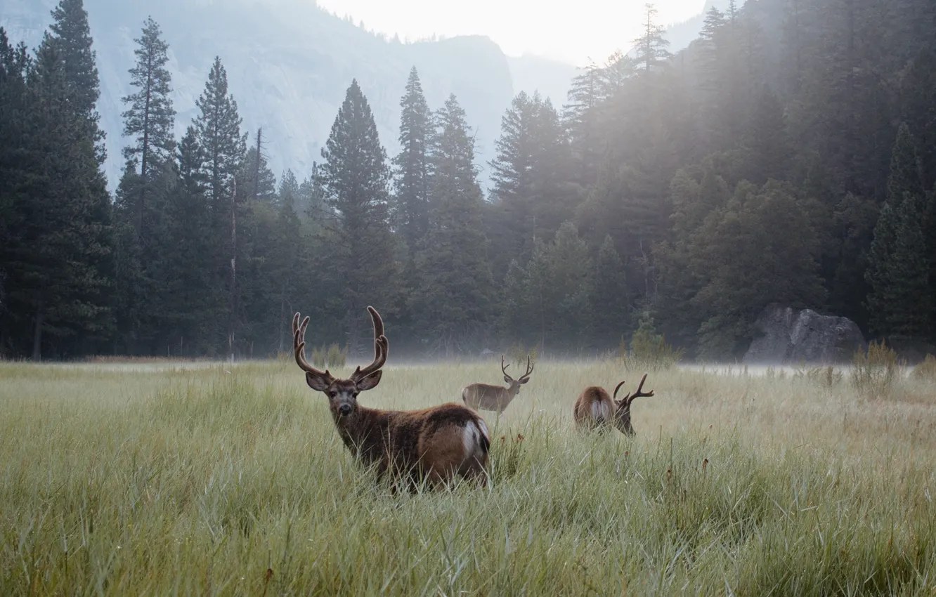 Photo wallpaper field, forest, grass, trees, fog, horns, deer