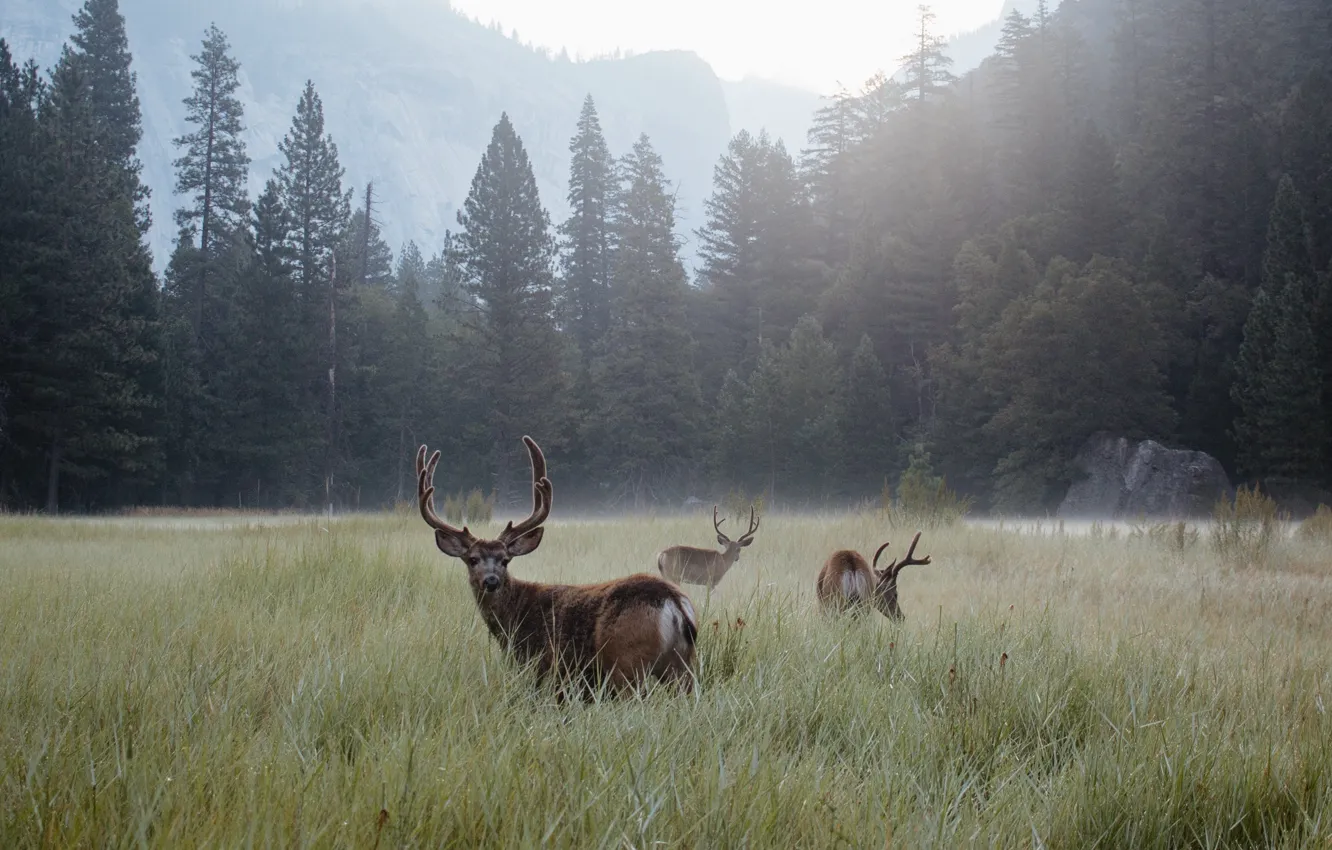 Photo wallpaper field, forest, grass, trees, fog, deer, horns