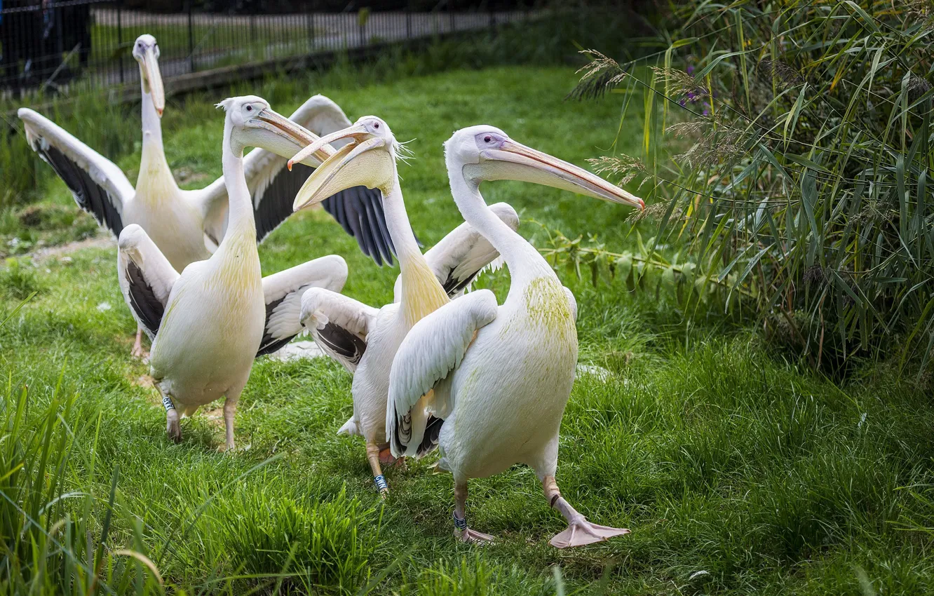 Photo wallpaper birds, group, weed, pelicans