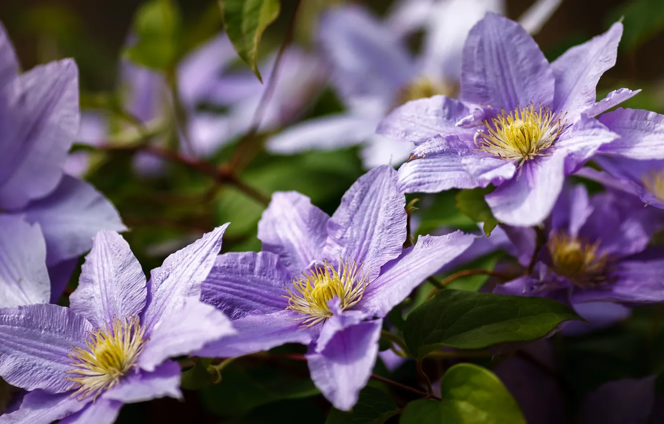 Photo wallpaper flowers, garden, lilac, bokeh, vines, clematis, clematis