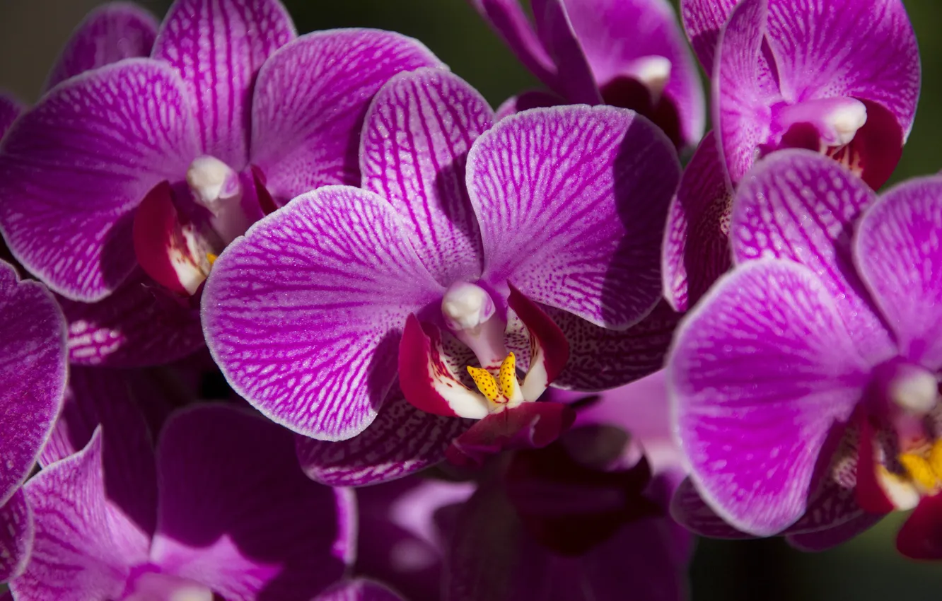 Photo wallpaper macro, light, flowers, petals, pink, orchids, Orchid, lilac