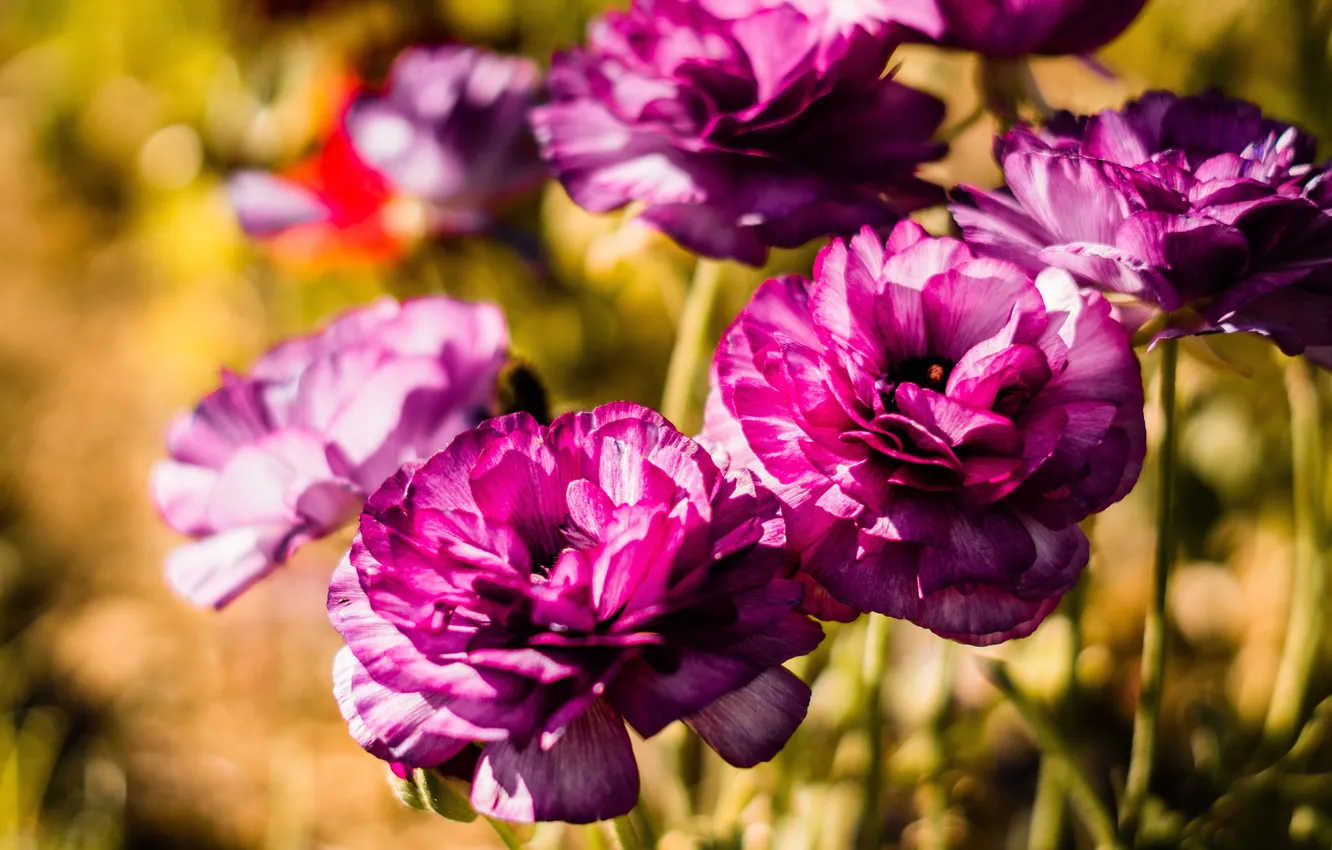 Photo wallpaper flowers, bright, pink, bokeh, Ranunculus