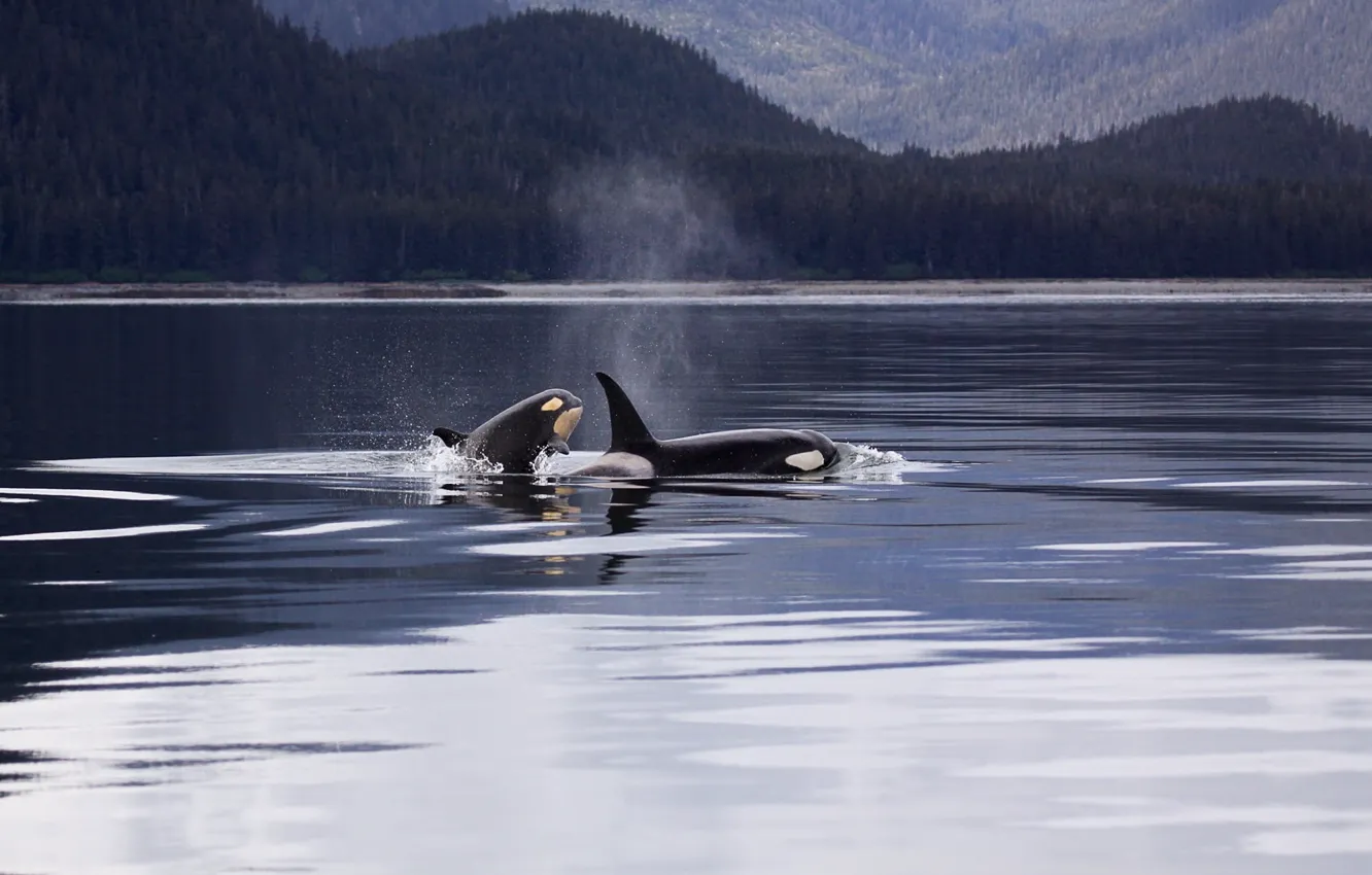 Photo wallpaper animal, wildlife, killer whales, two killer whale on body of water during daytimes